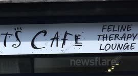 The UK’s first Cats Café?