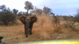 Elephant smashes into car on Safari
