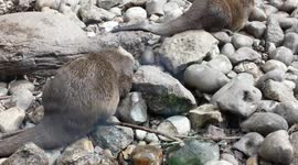 Otters Juggling Stones