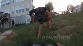 dog vs rc car