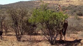 Only in Africa: Giraffe attacks cyclist...