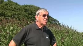 Weed on Slapton Ley in South Devon