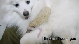 Dog meets Hedgehog
