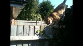 Baloo on a fence