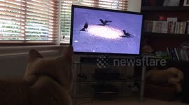 Baloo vs Birds