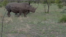 Giza Rhinos facing me