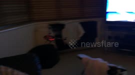 Cat takes down mini remote control helicopter