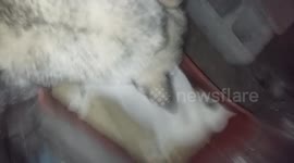 Dog husky Cry for her dead friend cat
