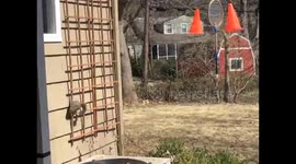 Ultimate Warrior Ninja Squirrel Challenge: The Racquet