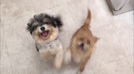 Two Dogs Beg For Food and It Is The Cutest