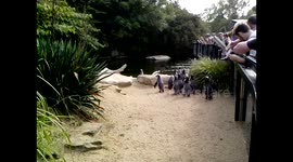 Penguins of Dublin