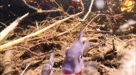 Arroyo Los Canales, Palizada (Cichlids)