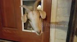 Goat tries and fails to get through dog flap
