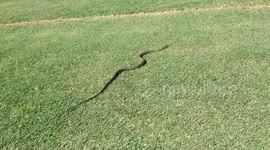 Snake invades golf course, in search of birds