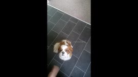Jasper the king Charles