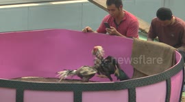 Cock fighting on the Mekong