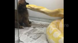 南京:主人用泰迪狗喂黄金蟒