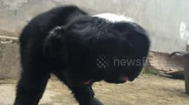 Two-headed sheep born in China