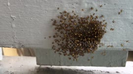 Home owners who thought porch was mouldy find hundreds of tiny spiders