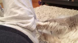 Kitty massage therapist *have volume turned up*