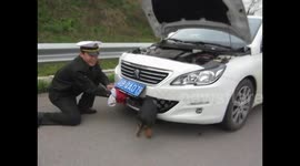 Dog miraculously survives car crash