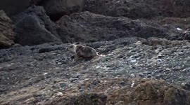 Baby seal clumsily waddles back to the sea