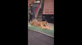Video filmed during training predators at Askold Zapashny