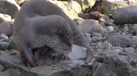 Baby otter has lots of fun playing with sheet of ice
