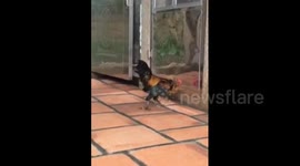 Angry rooster fights with its reflection in mirror