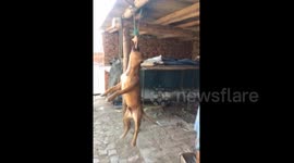 Athletic dog tries its best to eat bone hanging from roof