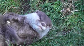 Cute otter has a great time with a stone