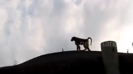 Baboons take over rest camp at Kruger National Park.