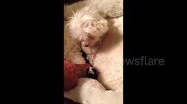 New mum dog does not let owner touch her babies