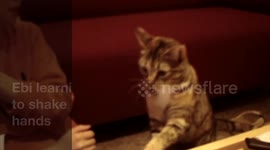 Ebi the cat learning to shake hands