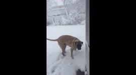 Confused dog doesn't want to play in the snow