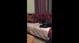 Dog howls along to Coronation Street theme tune