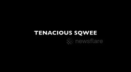 Tenacious Squirrel
