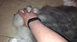 Enormous cat loves rough pet
