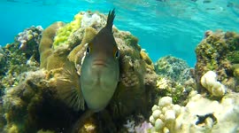 Territorial fish attacks snorkeler's GoPro