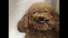 This poodle can smile on demand