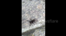 江苏南京:感动 山水牛驮着断了腿的同类回家