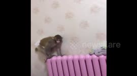 Monkey plays with working heating
