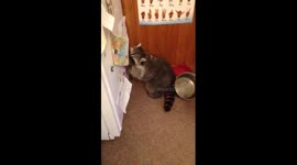 Raccoons are masters of the sneak attack!