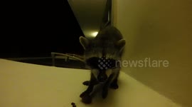 Raccoon reminds man that it is not tame