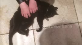 Cat runs whilst being stroked