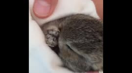 Baby bunny