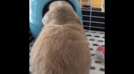 Muffin in hamster hideout