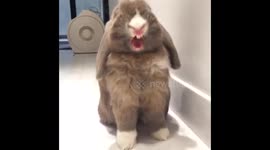Yawning bunny
