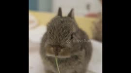 Baby bunny eating