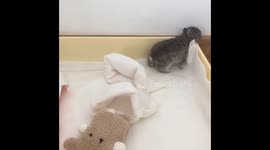 Baby buttons